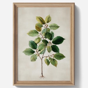 May include: A framed botanical print featuring a detailed illustration of a tree branch with green leaves. The artwork has a vintage aesthetic, with a light beige background and a natural wood frame. The text "TheHarbourPrintCo" is at the bottom.