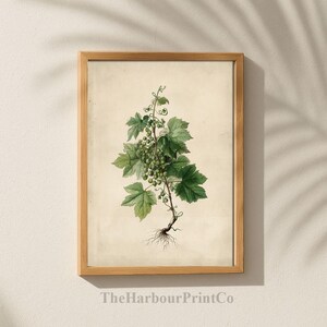 Vintage GrapeVine Botanical Wall Art Printable | Rustic Herbarium Kitchen Decor (DIGITAL Print) THPC82