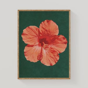 Könnte beinhalten: Gerahmter Druck mit einer leuchtend korallenfarbenen Hibiskusblüte vor einem tiefgrünen Hintergrund. Die Blütenblätter der Blume sind detailliert, mit einem prominenten Stempel. Der Holzrahmen verleiht diesem botanischen Kunstwerk eine natürliche Note.
