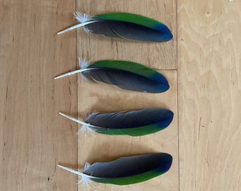 6 Parrot Feathers, Cruelty Free, Naturally Molted Amazon GBB1