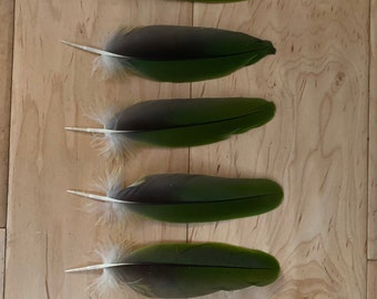 6 Parrot Feathers, Cruelty Free, Naturally Molted Amazon GB4