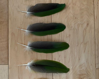 6 Parrot Feathers, Cruelty Free, Naturally Molted Amazon GB2