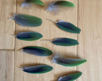 10 Parrot Feathers, Cruelty Free, Naturally Molted Amazon G 3"-2