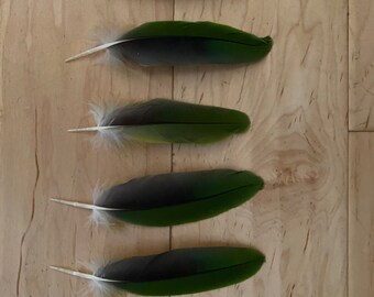 6 Parrot Feathers, Cruelty Free, Naturally Molted Amazon GB5