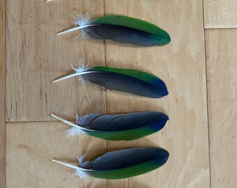 6 Parrot Feathers, Cruelty Free, Naturally Molted Amazon GBB2