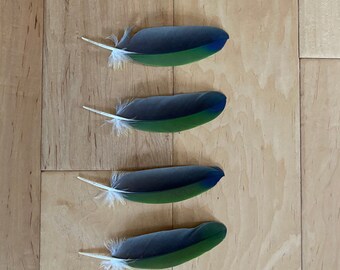 6 Parrot Feathers, Cruelty Free, Naturally Molted Amazon GBB3