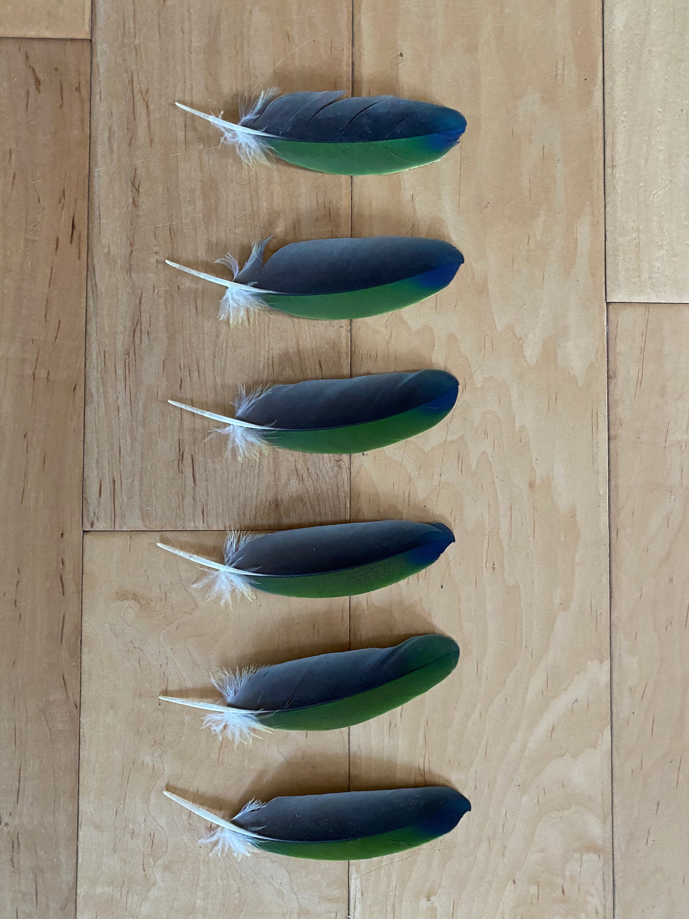 6 Parrot Feathers Cruelty Free Naturally Molted Amazon GBB3 Etsy