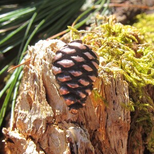 Puede incluir: Primer plano de un pequeño adorno de metal de color marrón en forma de piña. El adorno está colocado sobre un trozo de madera desgastada con musgo verde.
