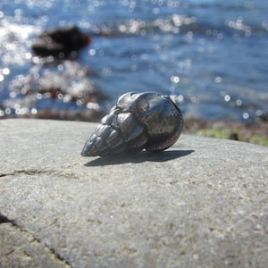 Op de afbeelding: Een zilverkleurige schelp met een ruw, getextureerd oppervlak. De schelp ligt op een grijze rots met een wazige achtergrond van blauw water en rotsen.