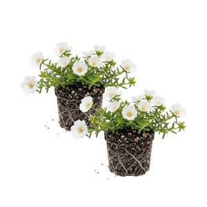 May include: Two potted plants with white flowers and yellow centers. The plants are in dark soil, with visible roots. The flowers are in full bloom, and the leaves are green. The pots are small and round, and the background is white.