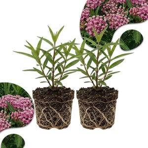 May include: Two potted plants with green leaves and visible root systems. The plants are in small, dark soil-filled pots. Insets show clusters of pink flowers and green leaves, suggesting the plants are flowering perennials.