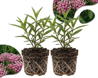 2 Pink Milkweed Live Plants 4–7” Tall, Butterfly Host Plant, Pollinator Garden, Outdoor Perennial, No Pot