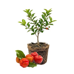 May include: A small potted plant with vibrant green leaves and small pink flowers. Several bright red, star-shaped fruits are clustered at the base, alongside a few green leaves. The plant is in a burlap-wrapped pot, set against a white background.