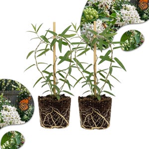 May include: A set of three ceramic mugs with a speckled, matte finish. The mugs are in shades of cream, light gray, and dark gray. Each mug has a simple, minimalist design and a rounded handle.