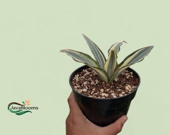 Sansevieria Silver Rose, planta exótica variegada.