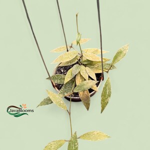 Peut inclure: Une plante suspendue en pot, avec de longues feuilles vertes et jaunes tachetées. La plante est suspendue par des cordons noirs sur un fond vert clair. Le pot est marron foncé. Le logo "JavaBlooms" est visible.