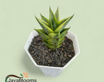 Sansevieria híbrida Pagoda, planta serpiente exótica variegada