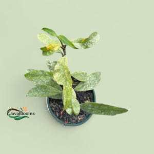 Hoya Multiflora Silver  Splash exotic Beautiful plant