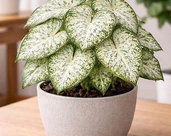 Snow Flurries caladiumbollen – witte schaduwplant 4 bollen