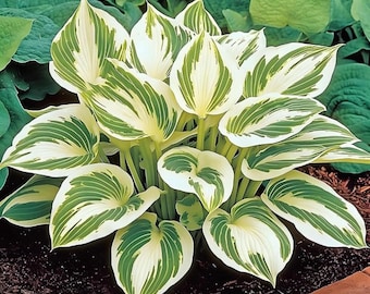 Rare Hosta Seeds 200+ – Heirloom Shade Garden Plants