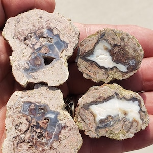 May include: Four polished agate slices with a variety of colors and patterns. The slices are held in a hand and display a mix of beige, brown, white, and blue hues. Each piece has a unique internal structure, showcasing natural formations.
