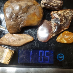 Petrified Wood Tumble Polished PWTS1B