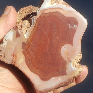 May include: A close-up of a red, white, and brown agate stone with a unique pattern. The stone is smooth and polished, and it has a natural, organic shape.