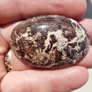 Petrified Palm Wood Cabochon PPWC3