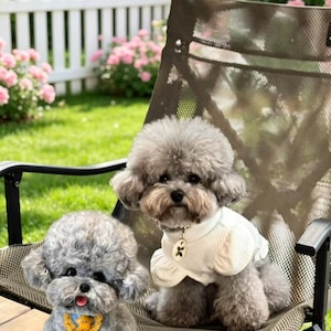 May include: Two grey toy poodles, one sitting on a folding chair and the other on a wooden surface. The poodle on the chair wears a white sweater and a pendant. The other poodle wears a yellow and blue collar. Pink roses and a white picket fence are in the background.