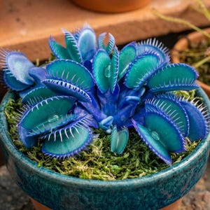 May include: A vibrant blue and teal Venus flytrap plant with numerous jaw-like leaves featuring sharp, spiky cilia along the edges. The plant is potted in a small, round, dark teal ceramic container filled with green moss, showcasing a striking color contrast.