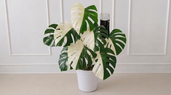 Rare Monstera Deliciosa Plant Seeds | Fresh Split Leaf Philodendron