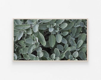 Samsung Frame Tv Art | Sage For Tv | Planet Frame Tv Art | Digital Download | Succulent Art | Samsung Art Frame | Frame Tv Art 4K