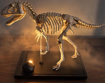 Carnotaurus Dinosaur Skeleton – Fossil Replica, Museum Style Decor