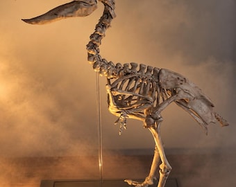 Kelenken Terror Bird Skeleton Replica 30cm, Prehistoric Fossil Display Sculpture with Light