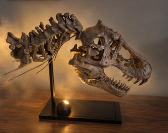50cm SUE T. rex Skull Replica – 3D Printed Fossil Decor (Museum Style)