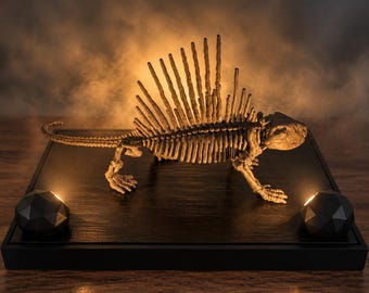 Dimetrodon Fossil Replica, Prehistoric Skeleton, Dinosaur Fossil Display, Museum-Style Paleontology Decor