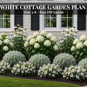 May include: A white cottage garden plan featuring large white hydrangea bushes, tall white coneflowers, and rounded silver-green foliage plants in front of a house with light siding. The text reads WHITE COTTAGE GARDEN PLAN Zone 3-8 / Easy DIY Layout.