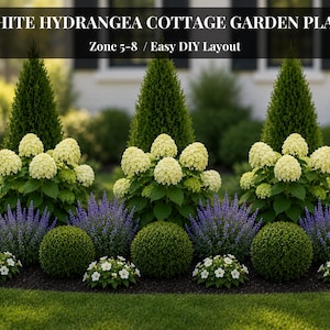May include: A garden plan titled WHITE HYDRANGEA COTTAGE GARDEN PLAN Zone 5-8 / Easy DIY Layout. The image displays a landscape design featuring three tall conical evergreen shrubs, clusters of white hydrangea blooms, purple salvia, and round boxwood.