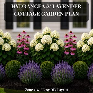 Könnte beinhalten: Ein Gartenplan mit dem Titel HYDRANGEA & LAVENDER COTTAGE GARDEN PLAN, der weiße Hortensien, rosa Sonnenhüte und violetten Lavendel in einer Reihe mit grünen Sträuchern zeigt. Der Text unten lautet Zone 4-8 / Easy DIY Layout.