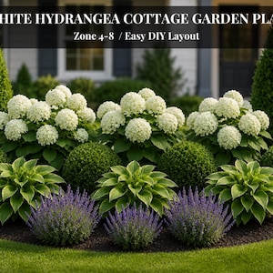 Puede incluir: Un plan de jardín titulado WHITE HYDRANGEA COTTAGE GARDEN PLAN Zone 4-8 / Easy DIY Layout. La imagen muestra arbustos de hortensias blancas, plantas de hosta verdes, lavanda morada y arbustos de boj podados en un parterre ajardinado.