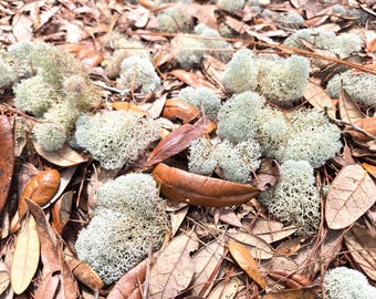 Liquen musgoso de reno vivo, recolectado a mano, 1 galón