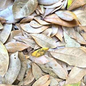 Blue Jack Oak Leaf Litter, 1 Gallon
