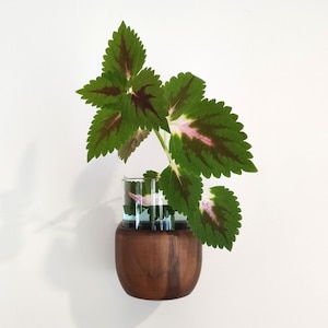 Wandvase aus Holz - Minimalistischer Wandblumentopf - Holz und Glaswandvase - Pflanze und Kaktus - originelle Geschenkidee