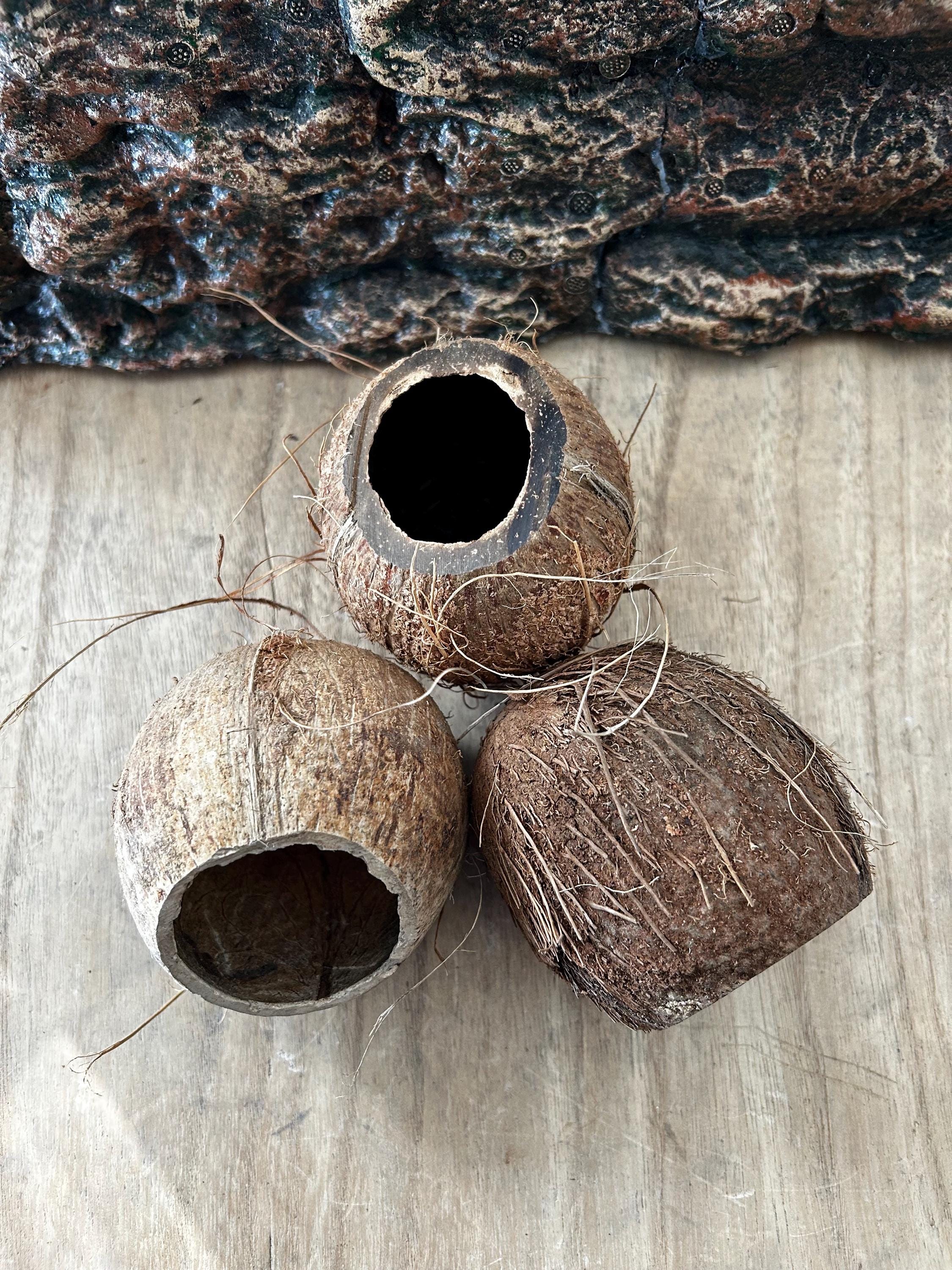 Coconut Cave 3/4 | the Natural Cave - Etsy
