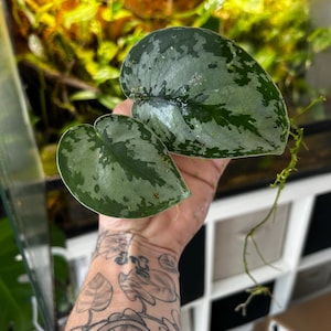 May include: Close-up of two green leaves with silver variegation. The leaves are heart-shaped and have a textured surface. The leaves are part of a plant, possibly a Scindapsus pictus, and are held in a hand.
