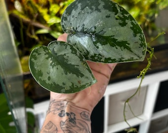 Pothos prateado (Scindapsus pictus)
