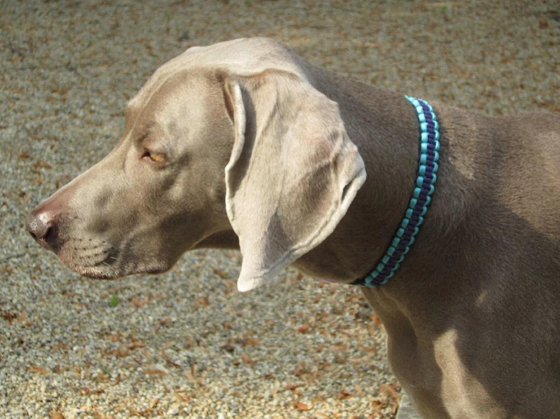 Collar size 10 12
