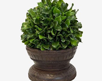 Charming Vintage Seed Sorter with Faux Boxwood Topiary Accent