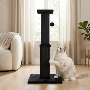 May include: A black cat scratching post with a dangling ball toy. A fluffy white cat with blue eyes is interacting with the post. The post is in a room with a sofa, curtains, and a potted plant.
