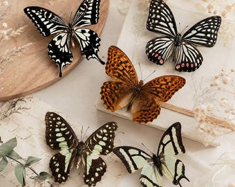Real Butterfly Specimen Set of 5, Natural Taxidermy Butterflies, Home Wall Decor, Curiosity Cabinet, Unique Gothic Cottagecore Gift